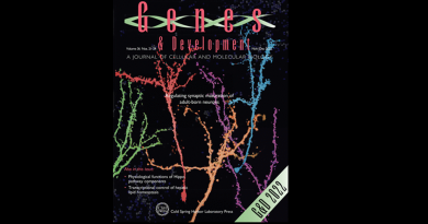 A stylized image depicting adult-born neurons in multiple colors, stretching out across a black background like branches from a tree.