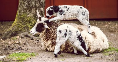 A black and white adult goat with two black and white baby goats.